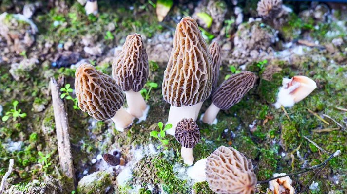 反季节羊肚菌生产