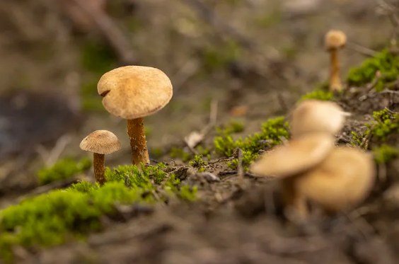 食用菌智能方舱